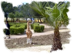 Mini Zoo