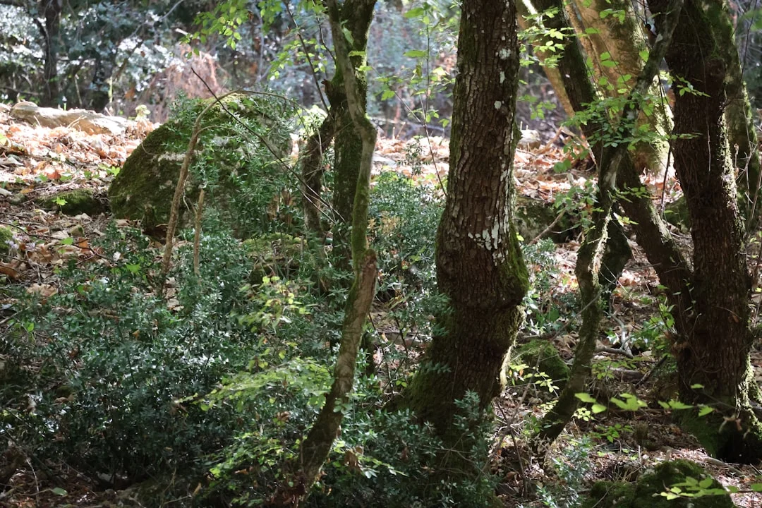 Comune di Riserva Naturale Orientata Sasso Malascarpa - Como